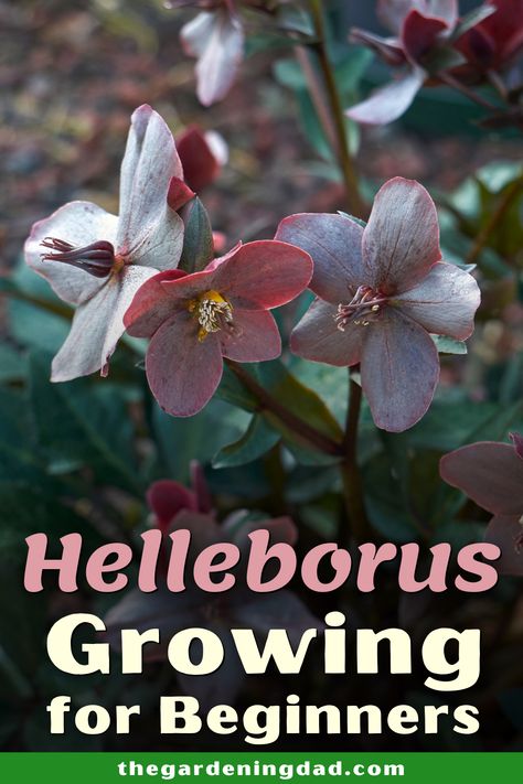 Learn How to Grow Hellebore with Hellebore Growing for Beginners! You'll love these beginner-friendly tips and ideas for indoor and outdoor hellebore growing and gardening! #hellebore #flower #gardeningideas Helibore Flower, Hellborne Flower, Helibore Plant, Hellebores Flower, Growing Hellebores, Hellebore Plant, Hellebore Garden, Helleborus Flower, Hellebore Flower