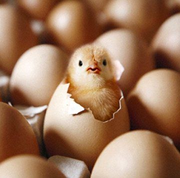 Chicken Eggs Hatching, Hatch Art, Egg Hatching, Hatching Chickens, Hatching Chicks, Beautiful Chickens, Cute Egg, Spring Chicken, Keeping Chickens