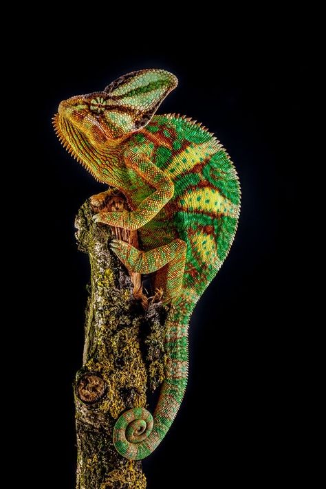 Types Of Chameleons, Chameleon Tattoo, Veiled Chameleon, Chameleon Lizard, Chameleon Art, Reptiles And Amphibians, Yemen, Gecko, Nature Animals