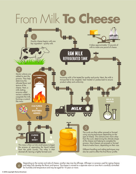 How Cheese is Made Cheese Poster, Liquid Cheese, English Activity, Mother Dairy, Starter Cultures, Process Chart, Cheese Factory, White Cheese, Information Poster