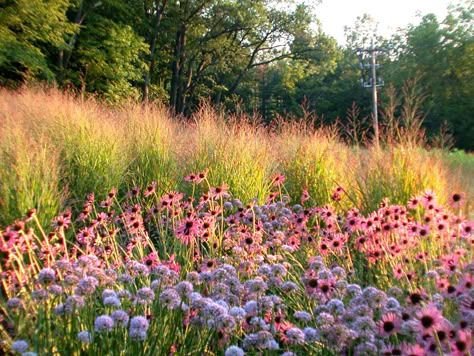 Prairie Planting, Piet Oudolf, Prairie Garden, Meadow Garden, Sensory Garden, Grasses Garden, Have Inspiration, The Secret Garden, Natural Garden