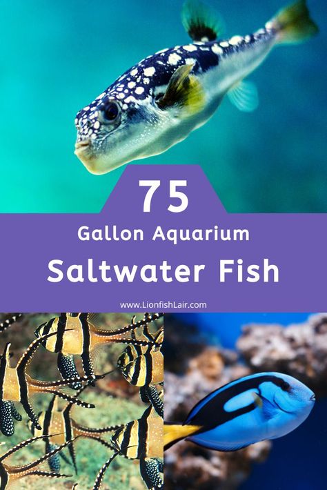 Here is our list of the best and most beautiful fish for a 75 gallon saltwater aquarium. Best Aquarium Fish, 75 Gallon Aquarium, Saltwater Fish Tank, Fish List, Saltwater Aquarium Fish, Saltwater Fish Tanks, Salt Water Fish, Saltwater Tank, Saltwater Fish