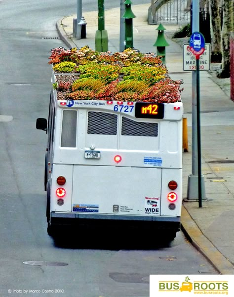 Bus Roots is part of a project to reclaim the forgotten space on the tops of city buses, while enhancing the quality of urban life with these  rolling gardens. A prototype  has been installed on the roof of the BioBus, a mobile science laboratory and the first bus with an extensive green roof system. It's been growing for five months travelling around New York City and as far as Ohio. It joins the ranks of mobile gardens planted on trucks, trains, and other roving sites. Storm Water Management, Sustainable Urban Design, Mobile Garden, Urban Landscaping, Green Roof Garden, Flood Mitigation, Urban Forestry, Tactical Urbanism, Green Roof System