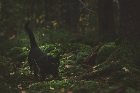 johanna_egemar• Cat In Forest Aesthetic, Dratini Pokemon, Forest Witch Aesthetic, Green Witch Aesthetic, Dark Naturalism, Black Cat Aesthetic, Forest Aesthetic, Dark Witch, Dark Green Aesthetic