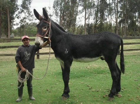 Sam, a 4-year-old American Mammoth Jackstock who's not like any of the other Jackstock around – because Sam is the tallest donkey in the world. Description from pinterest.com. I searched for this on bing.com/images Mammoth Jackstock, Draft Mule, Mules Animal, Baby Donkey, Mini Donkey, Muar, Horses And Dogs, All The Pretty Horses, Horse Crazy