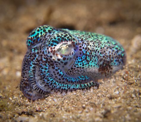 Bobtail Squid, Squid Tentacles, Fish Photo, Deep Sea Creatures, Underwater Photographer, Beautiful Sea Creatures, Underwater Creatures, Aquatic Animals, Beautiful Fish