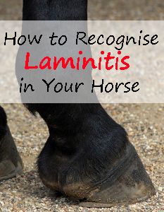 How to Recognise Laminitis in Your Horse - Savvy Horsewoman Founder In Horses, Laminitis In Horses, Equestrian Tips, Fly Spray For Horses, Horse Nutrition, Equine Veterinary, Horse Information, Healthy Horses, Horse Knowledge