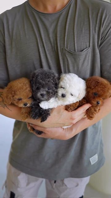 Tea Cup Puppies, Big Dogs Breeds, Biggest Dog In The World, Micro Teacup Puppies, Puppies Teacup, Teacup Dog, Biggest Dog, Maltipoo Dog, Bichon Dog