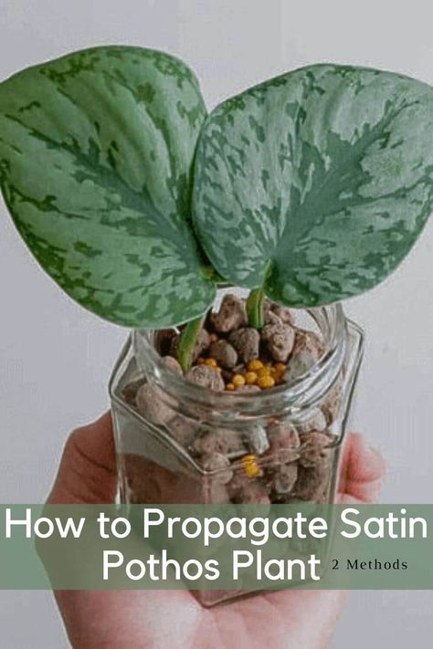 Satin Pothos is our pick for new houseplants. They are also simple to maintain and propagate! In a recent plant transaction, we obtained cuttings of Satin Pothos. As a result, we had to root them naturally. We can't wait for them to grow up. Here is a guide to propagating Satin Pothos! #swipegarden #pothos #satinpothos #plants Satin Pothos Propagation, Satin Pothos Plant, Satin Pothos, Pothos Plant, Propagating Plants, Green Thumb, To Grow, Herbs, Satin