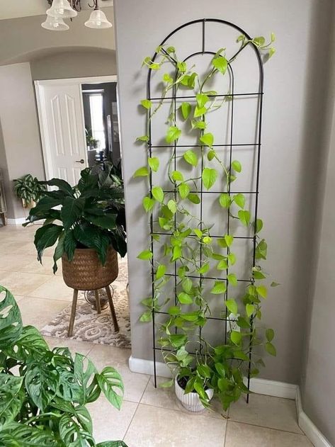 نباتات منزلية, Living Room Plants, Trellis Plants, Plant Decor Indoor, House Plants Decor, Room With Plants, House Plants Indoor, Pretty Plants, Diy Plants