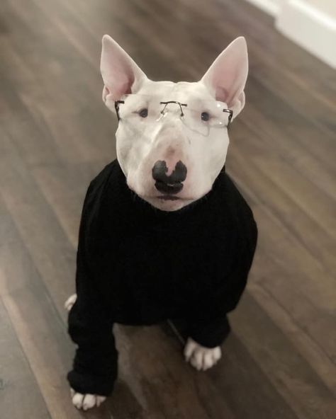 Bull Terrier Funny, Mini Bull Terriers, Goofy Dog, Hound Puppies, English Bull Terriers, Food Nutrition, Caught On Camera, Man Down, Smart Dog