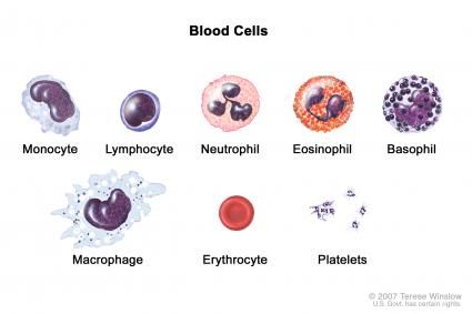 Types Of Blood Cells, Blood Components, Arteries And Veins, Medical Laboratory Science, Med Tech, Phlebotomy, Biology Notes, Medical Anatomy, Medical Laboratory