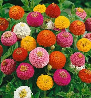 GardenSeed: Zinnia 'Pom Pom' Boarders For Flower Beds, Zinnia Elegans, American Meadows, Zinnia Flowers, Hardy Plants, Wildflower Seeds, Flower Border, Planting Seeds, Flower Seeds