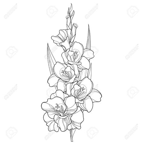 Strength of character, faithfulness and honor Gladius Flower Drawing, Gladioli Flower Drawing, Gladiolas Drawing, Gladiolus Flower Tattoo Design, Gladiolus Tattoo Black And White, Gladiolus Flower Drawing Simple, August Birth Flower Tattoo Gladioli, Gladiolus Tattoo Simple, Gladiolus Tattoo Design