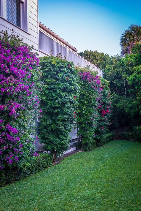 Bougainvillea Fence Ideas, Climbing Bougainvillea Trellis, Bougainvillea Fence, Trellis Bougainvillea, Bougainvillea Landscaping Ideas, Bougainvillea Trellis Wall, White Bougainvillea Trellis, Bougainvillea On Fence, Boganvila Plant