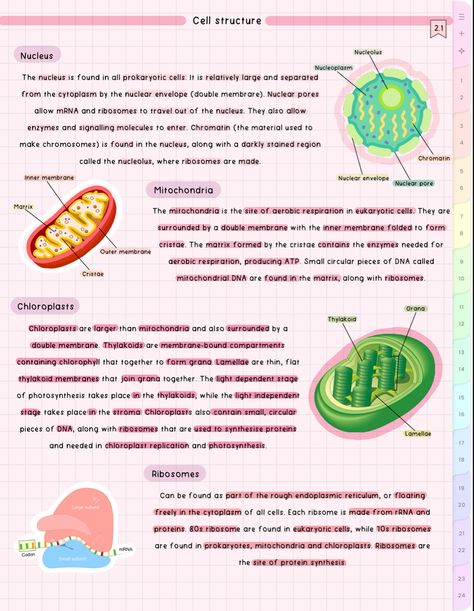 9th Grade Biology Notes, Glycolysis Notes, Aesthetic Biology Notes, Biology Notes Aesthetic, Note Taking Hacks, Enzymes Biology, Aesthetic Biology, Cell Biology Notes, Aesthetic School Notes