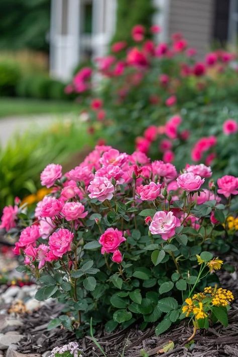 Drift Rose Landscaping Ideas for Garden Charm Rose Border Garden, Red Drift Roses Landscape, Front Yard Roses Landscaping Ideas, Drift Roses Landscape, Drift Roses Landscape Ideas, Rose Landscaping, Driveway Landscape, Drift Roses, Landscaping With Roses