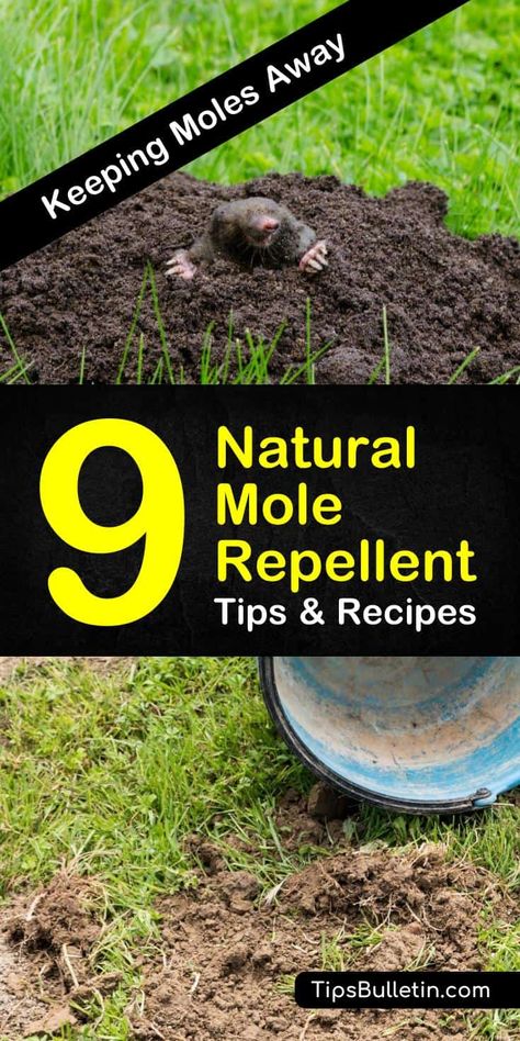 Mole Removal Yard, Moles In Yard, Mole Tunnels, Repellent Diy, Mole Repellent, Organic Gardening Pest Control, Skin Moles, Mole Removal, Garden Pest Control