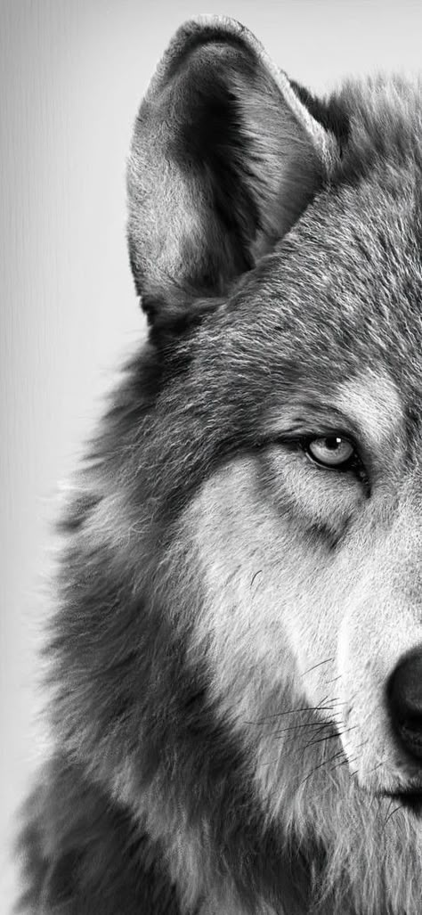 Powerful Creatures, Regard Animal, Sharp Eyes, Wild Animals Pictures, Wolf Photos, Wolf Spirit Animal, Wolf Wallpaper, Wolf Love, Beautiful Wolves