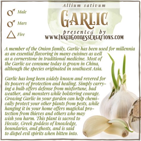 A bulb and cloves of garlic sit against a white background. The bulb and one of the cloves have green shoots growing out of them. The text explains garlic's metaphysical correspondences, some trivia about it, and ways to use it in your magickal practice. Presented by Inked Goddess Creations. Garlic Magical Properties, Magickal Plants, Magickal Correspondences, Magical Plants, Witches Kitchen, Food Magic, Kitchen Witch Recipes, Witchy Kitchen, Eat Enough