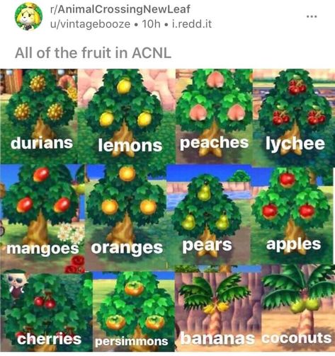 Mouse (@FaodailFind) / Twitter Fruit Outfits, Perfect Peach, Types Of Fruit, Banana Coconut, Animal Crossing New Leaf, Library Displays, Acnh Ideas, Just Imagine, Popular Outfits