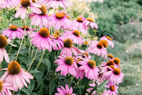 These 24 great coneflower hybrids and cultivars have come a long way from their native Echinacea wildflower origins. Coneflower Seeds, Yellow Coneflower, Echinacea Plant, Perennial Sunflower, Salvia Plants, Purple Coneflower, Sunflower Family, Plant Varieties, Echinacea Purpurea