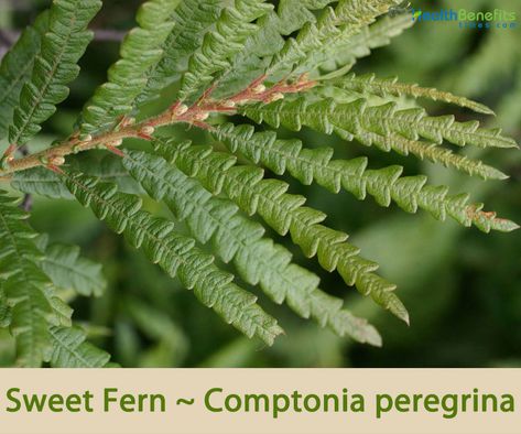 Sweet Fern Plant, Poison Ivy Plants, Sweet Fern, Fern Images, Cover Crops, Animal Garden, Edible Wild Plants, Ivy Plants, Herbal Apothecary