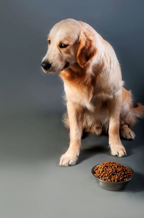 The Trouble with Kibble: 4 Things You Don't Know About Dry Dog Food Pekingese Dogs, Puppy Dog Eyes, Human Food, Puppy Names, Animal Nutrition, Dog Eyes, West Highland Terrier, Dog Daycare, Dog Blog