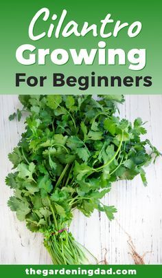 Cilantro Growing Tips, Growing Cilantro Outdoors, Cilantro From Seed, Cilantro Growing, Grow Cilantro Indoors, Growing Herbs Outdoors, How To Grow Cilantro, Grow Cilantro, Cilantro Plant