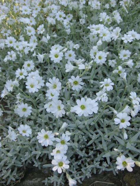 . Cerastium Tomentosum, Snow In Summer, Silver Bells, Color Pairing, Garden Plants, Plants, Silver, Color