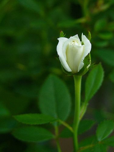 Miniature White Rose Bud Colorful Roses, Rose Bud, White Gardens, Rose Wallpaper, Love Rose, Rose Garden, Yellow Roses, White Flower, Amazing Flowers