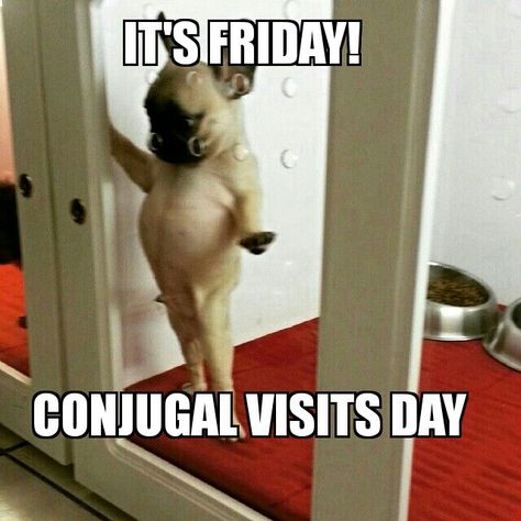 Its Friday, Conjugal visits day Meme Pic, Kitten Funny, Cool Hand Luke, Pug Mix, Funny Meme, Funny Animal Pictures, I Love Dogs, Funny Cute, Animals Beautiful