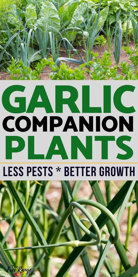 Garlic Planting How To Grow, Companion Herbs Planting, How To Grow Garlic, Garlic Drying, Garlic Farming, Garlic Companion Plants, Cucumber Companion Plants, Garlic Plants, When To Plant Garlic