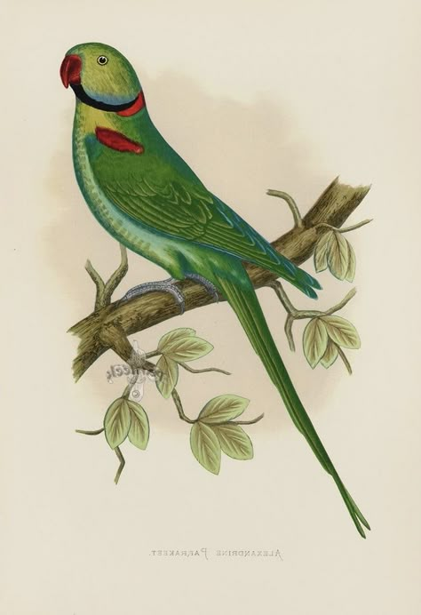 George Bell, Natural History Illustration, Parakeet Bird, Birds Illustration, History Illustration, Bird Book, Peacock Art, Parakeets, Bird Painting