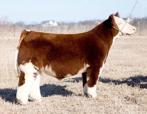 Blow Dried Cow, Club Calf, Beef Cows, Lovin Spoonful, Livestock Photography, Livestock Showing, Farm Livestock, Livestock Judging, Show Steers