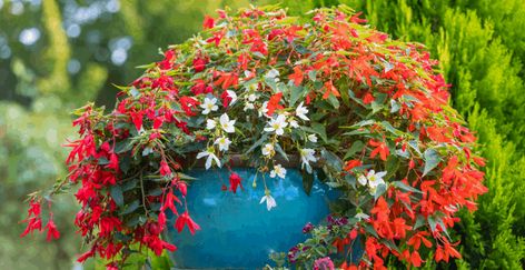 Begonia Boliviensis Care for Dummies | Plantophiles Potted Plants Full Sun, Begonia Boliviensis, Full Sun Container Plants, Lantana Plant, Full Sun Flowers, Million Bells, Fountain Grass, Full Sun Plants, Plant Ideas