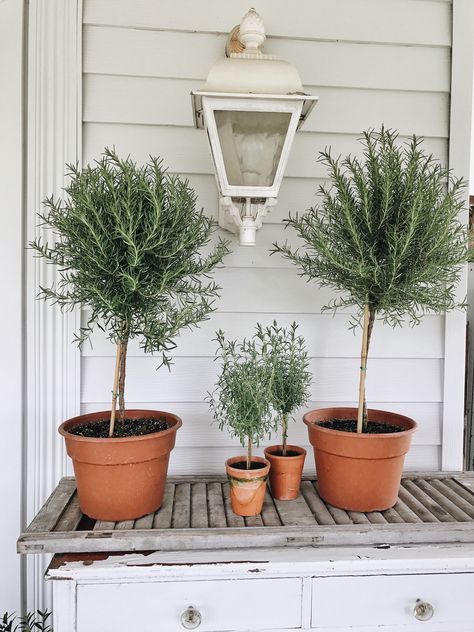 Flowering Maple, Rosemary Garden, Part Shade Plants, Lemon Cypress, Goldfish Plant, Better Myself, Topiary Diy, Creeping Fig, Orchid Plant Care