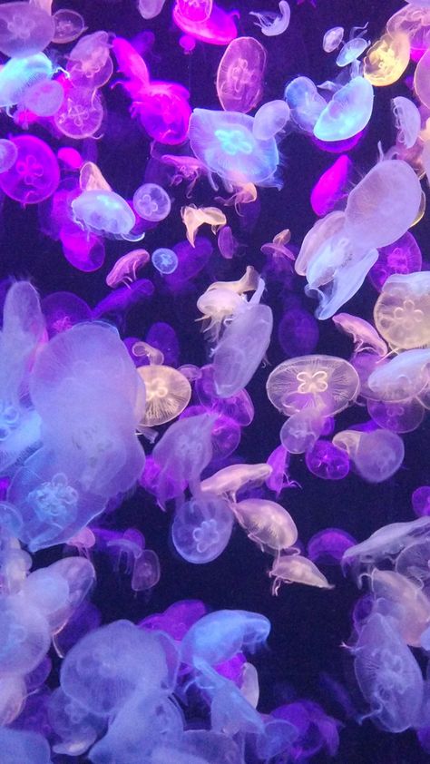 Colorful, jellyfishes, underwater, 720x1280 wallpaper Jellyfishes Aesthetic, Blue Hd Background, Purple Wallpaper Laptop Hd, Wallpapers Purple, Backgrounds Laptop, Jellyfish Jewelry, Ipad Backgrounds, Jellyfish Wallpaper, Glow Fish