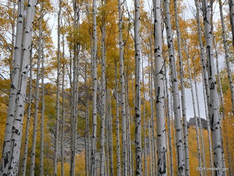 Stand of aspen in their fall colors, near Winnemucca Quaking Aspen, Antarctica Travel, Greek Orthodox Church, Aspen Trees, Church Building, Travel Time, Banff National Park, Unesco World Heritage Site, Unesco World Heritage