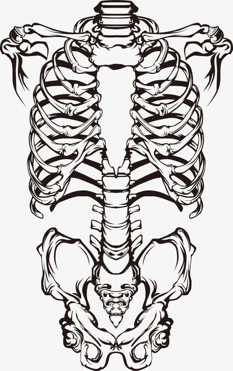 Skeleton Body Drawing, Anatomical Tattoo, Skeleton Drawings, Human Skeleton, Anatomy Sketches, Anatomy Reference, Anatomy Art, Skull And Bones, Rib Cage