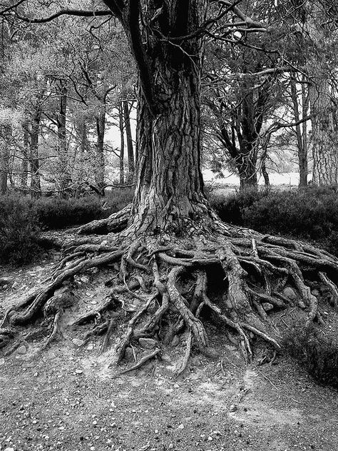 There is something about trees that appeals to me.  Maybe it is the roots that create the connections to all that surrounds it.  Maybe it's the branches that bend and never break... but really I think it is the fact that the most majestic oaks that have grown to the highest heights... all started from a single tiny, acorn.  God is amazing. Birch Tree Roots, Oak Tree Roots, Oak Tattoo, Pencil Artwork, Old Tree, Tree Roots, Landscape Drawings, Tree Drawing, Cebu