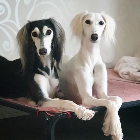 Saluki Puppies, Saluki Puppy, Bedlington Whippet, Dog Types, Dogs Painting, Saluki Dogs, Canine Art, Cute Dog Pictures, Pretty Animals