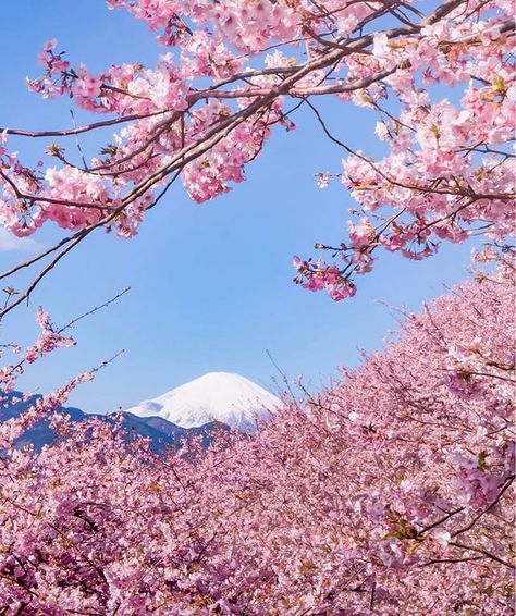 Cherry Blossoms Have Just Bloomed In This Japanese Town, And The Photos Are Magical | Bored Panda | Bloglovin’ Japanese Town, Cherry Blossom Japan, Cherry Blossom Trees, Mont Fuji, Cherry Blossom Season, Sakura Tree, Japanese Cherry Blossom, Cherry Blossom Tree, Blossom Trees