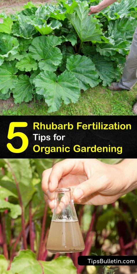 Fertilizing Rhubarb Organically - DIY Rhubarb Plant Food Diy Fertilizer, Growing Rhubarb, Rhubarb Plants, Garden Remedies, Garden Fertilizer, Natural Fertilizer, Fertilizer For Plants, Veg Garden, Home Vegetable Garden