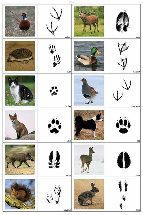 Animal Footprints, Animal Tracks, Animal Activities, Preschool Science, Forest School, Montessori Materials, Animal Facts, Nature Activities, Montessori Activities