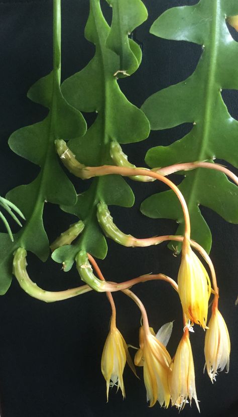 Spent flowers of my Rick-Rack cactus (Epiphyllum anguliger) Moonflower Vine, Balcony Plants, Moon Flower, Fragrant Flowers, Cactus And Succulents, Succulents Garden, Cacti And Succulents, Cool Plants, Botany