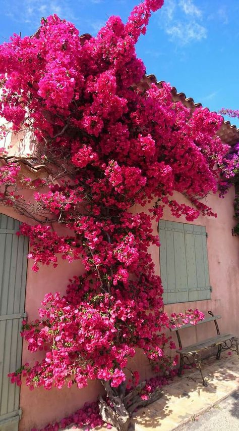 Buganvilla Aesthetic, Bouganvilla Aesthetic, Bougenville Flowers Aesthetic, Bouganvilla Flower, Bougenville Flowers, Bougainvillea Aesthetic, Color Bugambilia, Long Branch, Nothing But Flowers