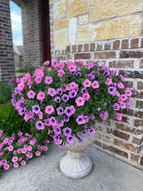 My Supertunias Vista Bubblegum & Bordeaux (zone 8). By Hanh Nguyen, vF 5-17-22 Supertunia Vista Bubblegum, Petunia Planter, Bobo Hydrangea, Plant Inspiration, Garden 2023, Flowers Garden, Landscape Ideas, Butterfly Garden, Outdoor Ideas