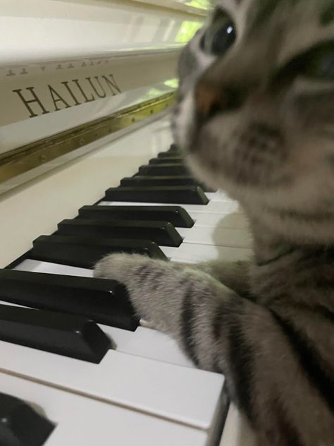 Free Sheet Music, A Cat, Click Here, Sheet Music, Piano, Music, White