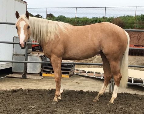 Barrel horse Palomino Quarter Horse Mare, Palomino Quarter Horse, Horse Palomino, Horse Colours, Palomino Horses, Homesteading Animals, Horse Jokes, Dream Horse Barns, Palomino Horse